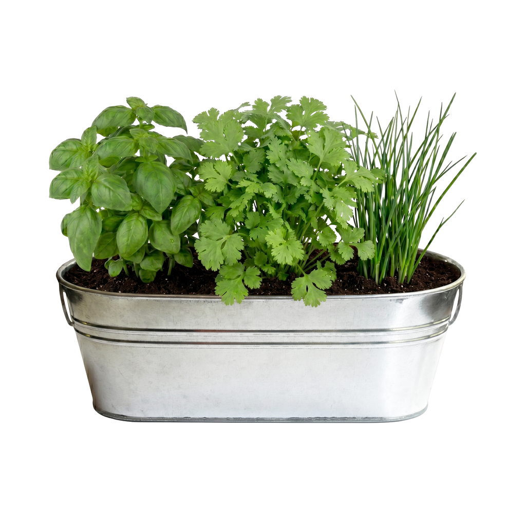 Galvanized Windowsill Herb Grow Kit | Indoor | Gift Set