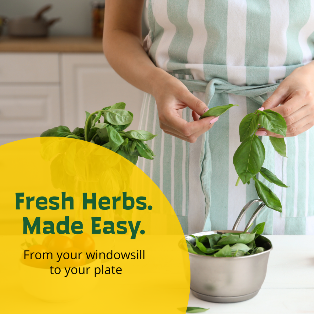 Galvanized Windowsill Herb Grow Kit | Indoor | Gift Set